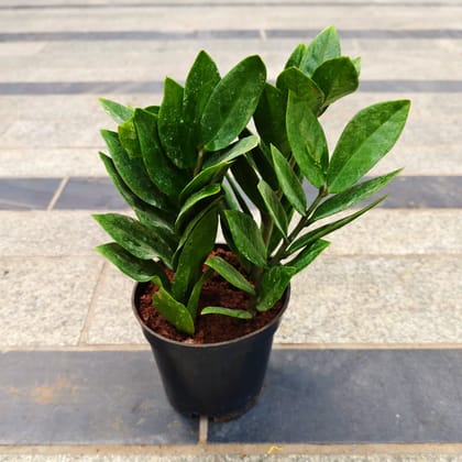 Zz Green in 6 Inch Nursery Pot