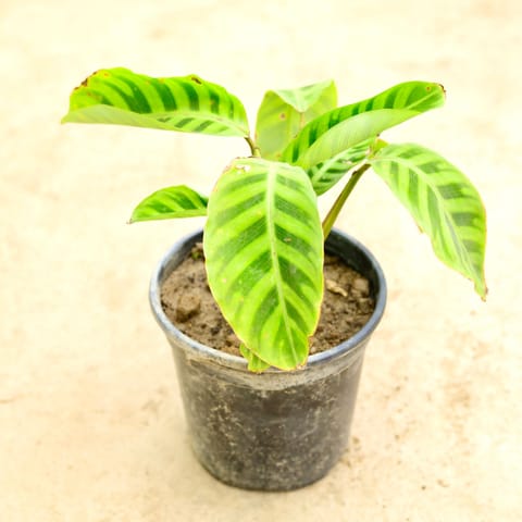 Calathea Maranta Plant in 6 Inch Nursery Pot