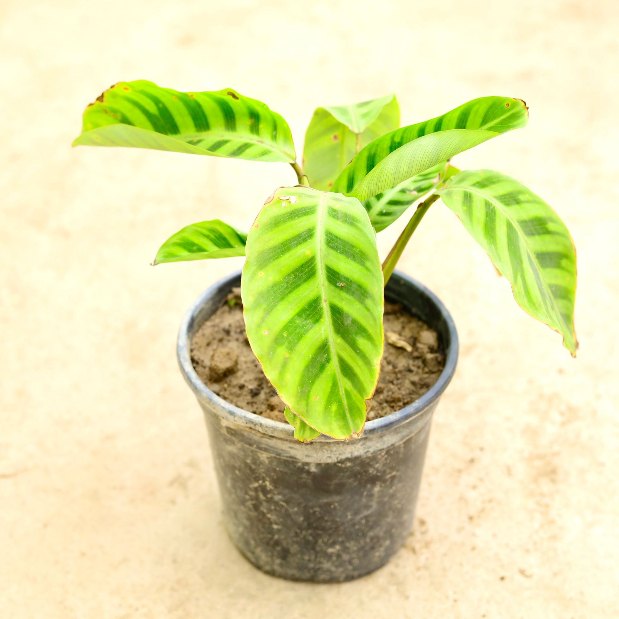 Calathea Maranta Plant in 6 Inch Nursery Pot