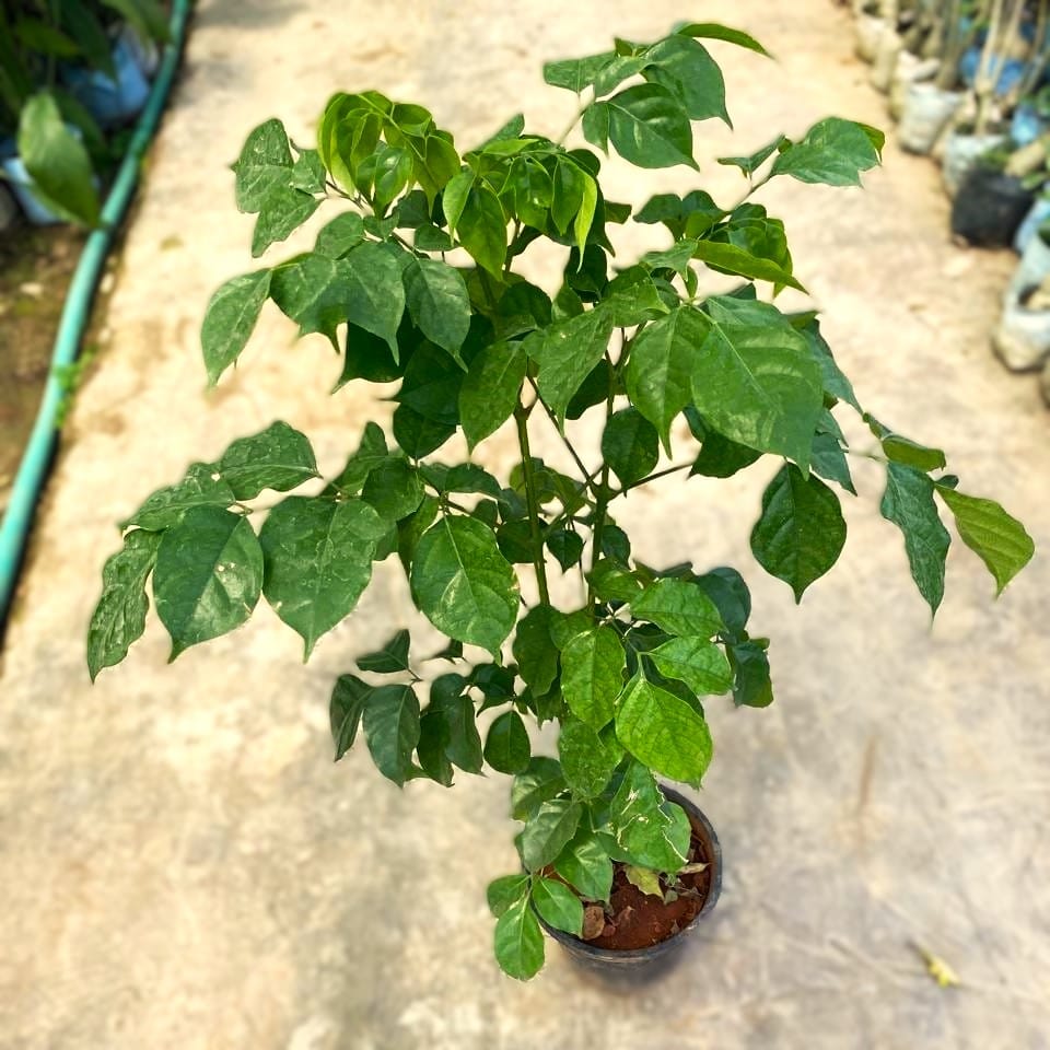 Radermachera / China Doll in 6 Inch Nursery Pot