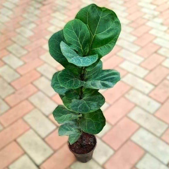 Fiddle Leaf Fig (small leaf) (~ 2-3 ft) in 5 Inch Nursery Pot