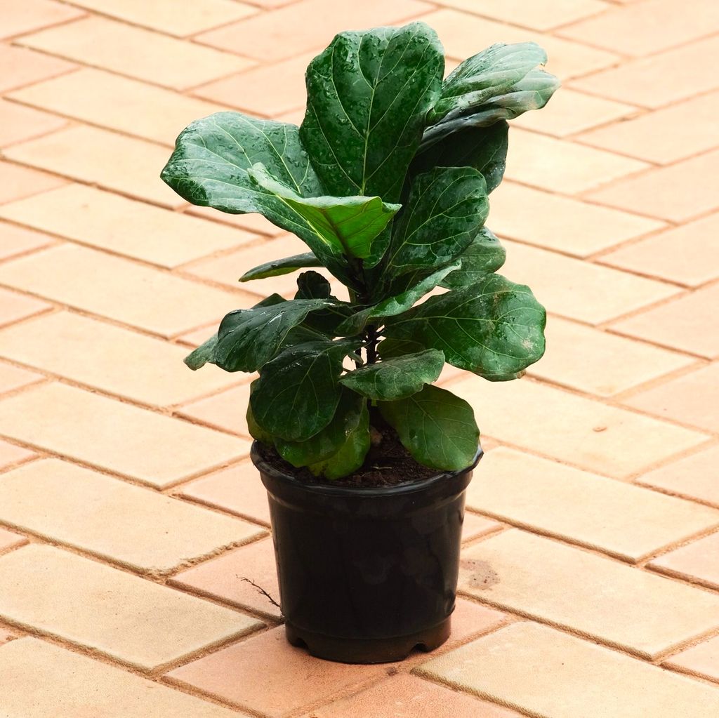 Fiddle Leaf Fig / Ficus Lyrata (~ 1. 5 Ft) in 5 Inch Nursery Pot Fiddle Leaf Fig / Ficus Lyrata (~ 1. 5 Ft) in 5 Inch Nursery Pot