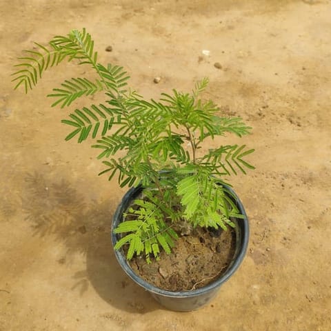 Shami plant in 6 Inch Nursery Pot