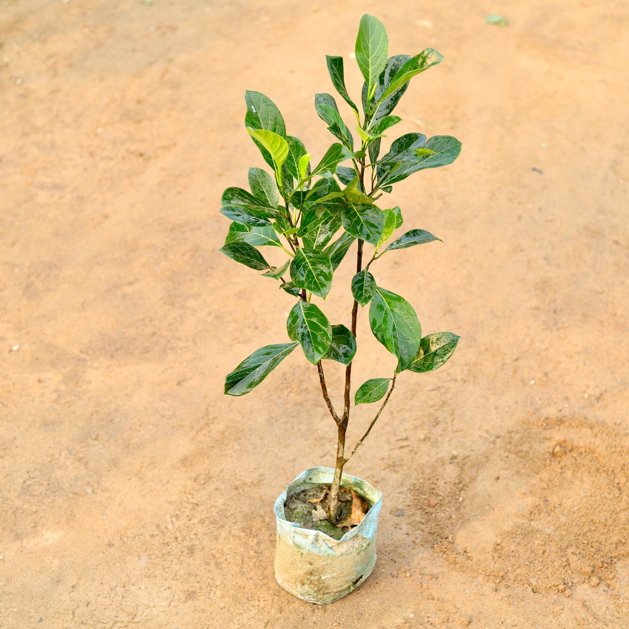Jack Fruit / Kathal Grafted (~ 3-4 Ft) in 8 Inch Nursery Bag