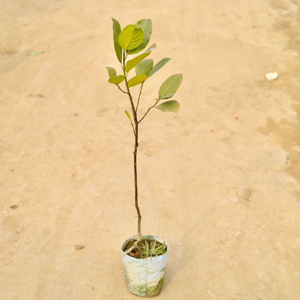 Buy Kathal / Jackfruit in 6 Inch Nursery Pot Online | Urvann.com Kathal / Jackfruit in 6 Inch Nursery Pot
