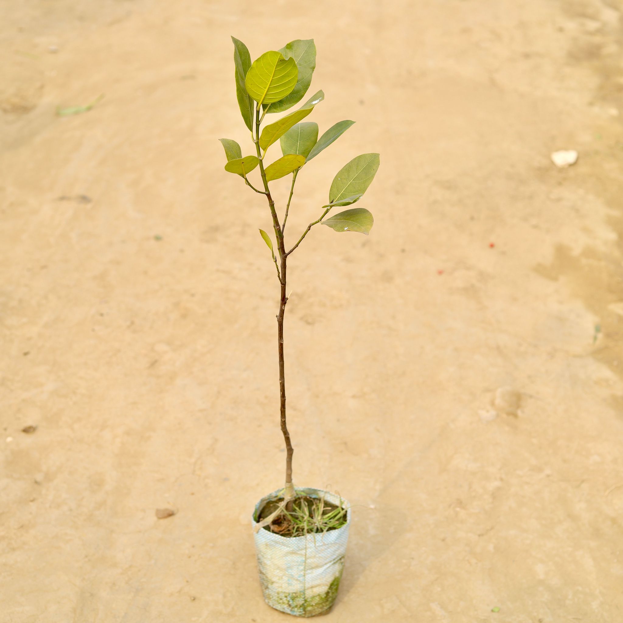 Kathal / Jackfruit in 6 Inch Nursery Pot