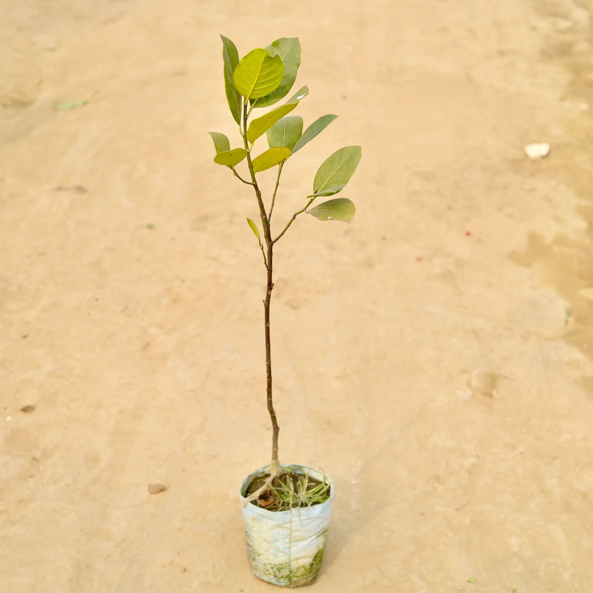 Kathal / Jackfruit in 6 Inch Nursery Pot