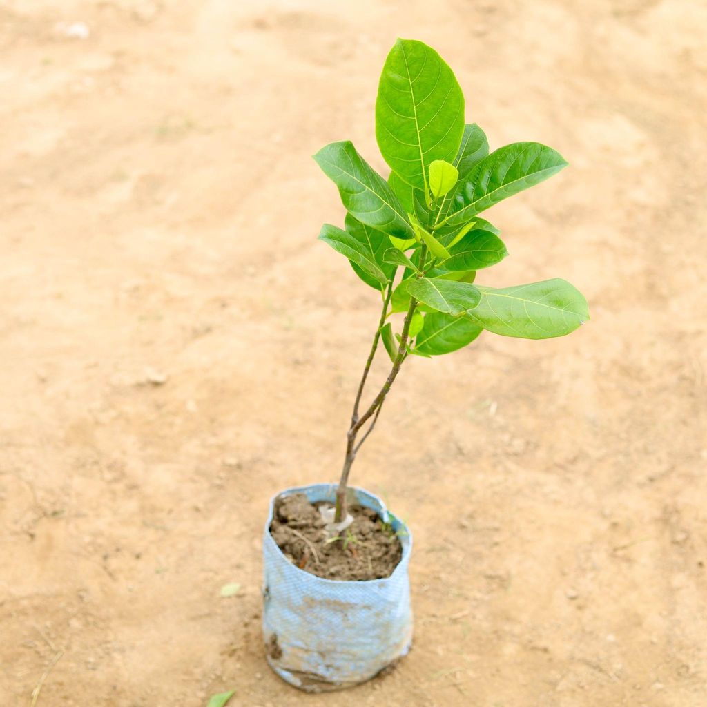 Buy Kathal Grafted in 4 Inch Nursery Bag Online | Urvann.com Kathal Grafted in 4 Inch Nursery Bag