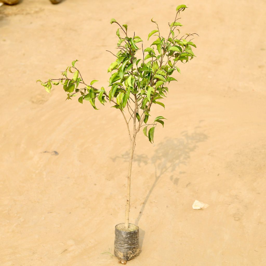 Buy Ficus Benjamina (~ 1 Ft) in 4 Inch Nursery Bag Online | Urvann.com Ficus Benjamina (~ 1 Ft) in 4 Inch Nursery Bag