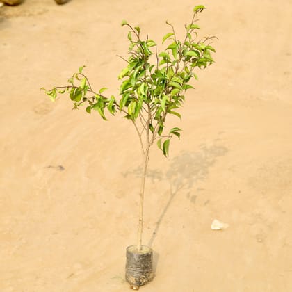 Buy Ficus Benjamina (~ 1 Ft) in 4 Inch Nursery Bag Online | Urvann.com