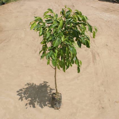 Buy Ficus Benjamina (~ 2-2.5 ft.) in 5 Inch Nursery Bag Online | Urvann.com