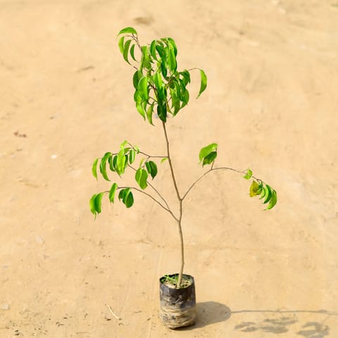 Ficus Benjamina in 5 Inch Nursery Bag