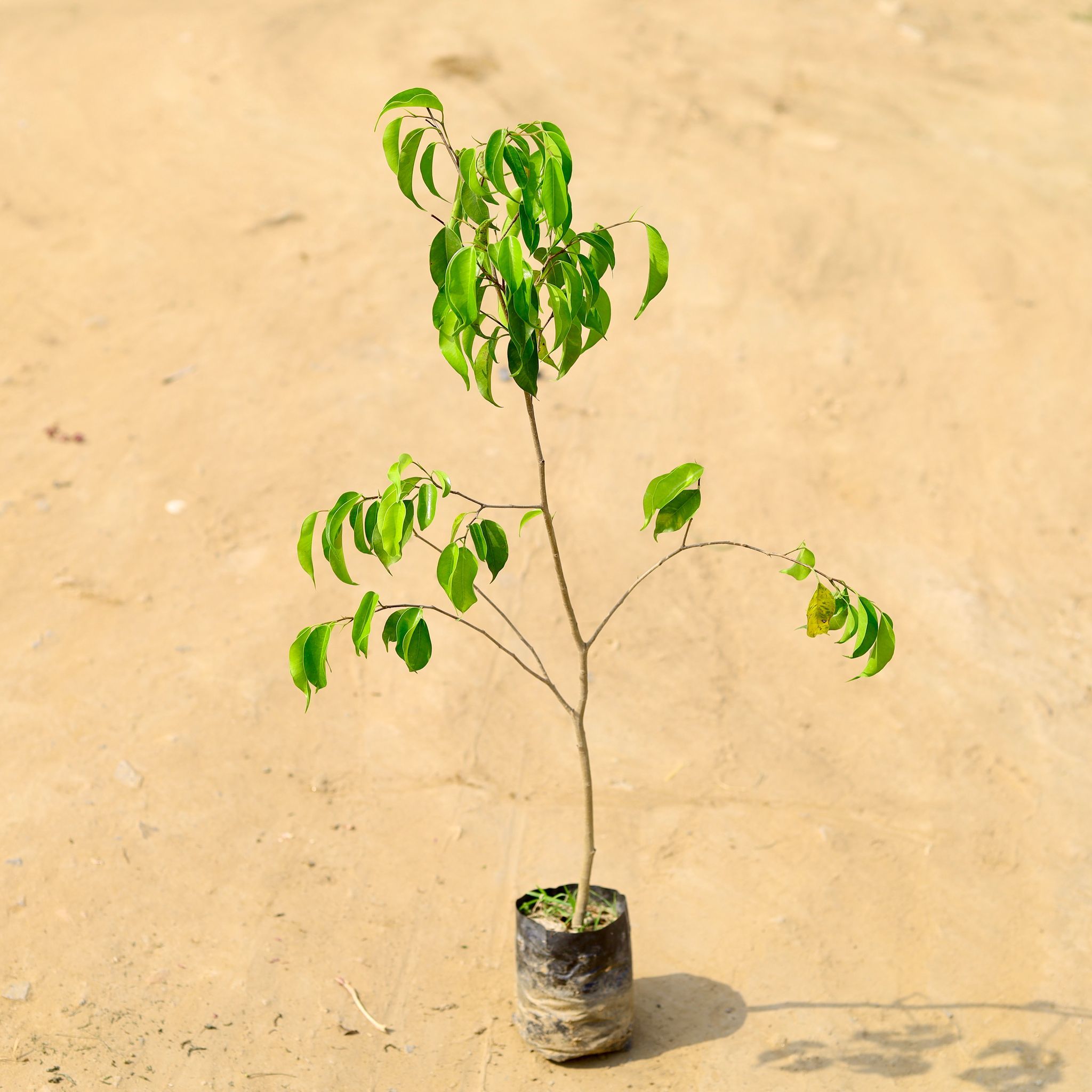 Ficus Benjamina in 5 Inch Nursery Bag