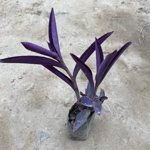 Purple Heart in 4 Inch Nursery Bag
