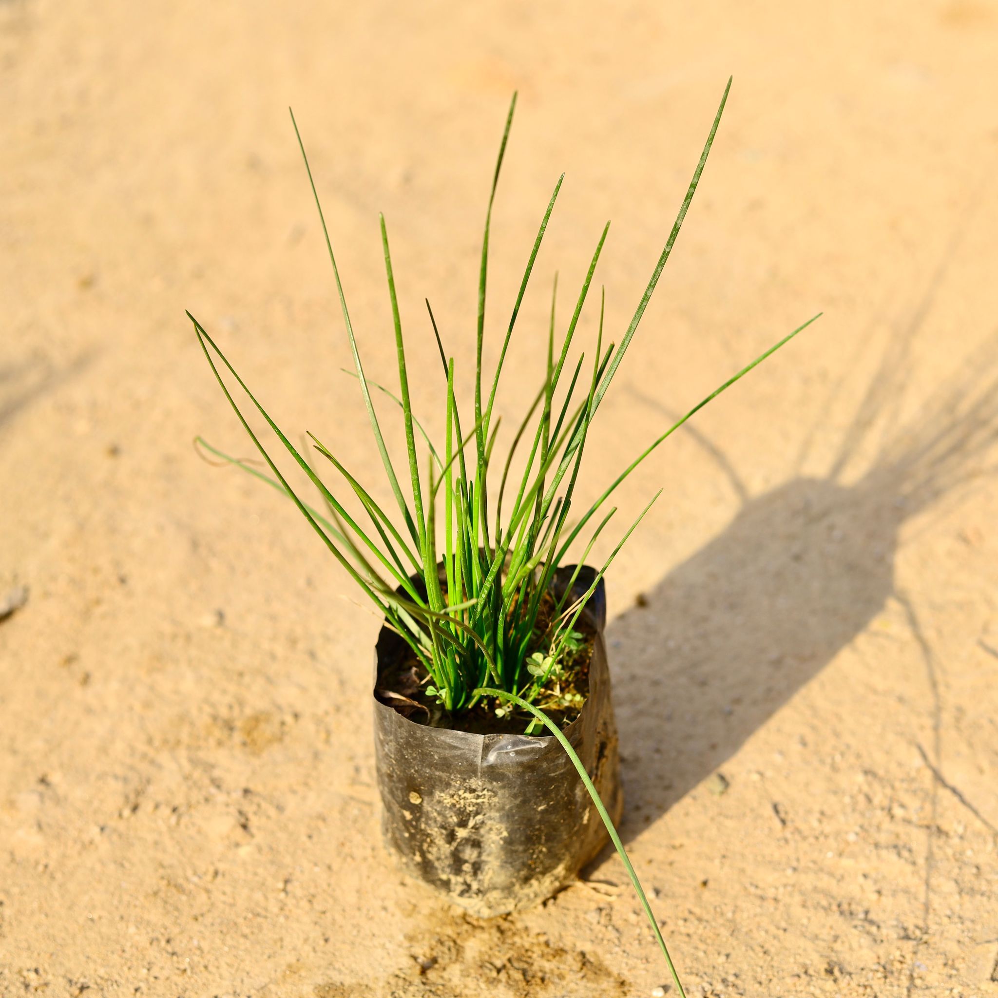 Rain Lily White in 4 Inch Nursery Bag