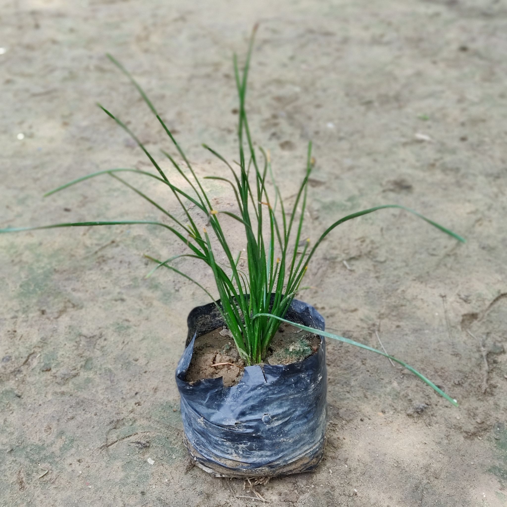 Set of 3 - Rain Lily White in 4 inch Nursery Bags