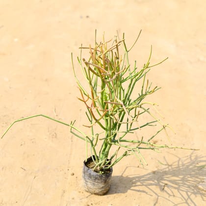 Buy Pencil Cactus in 4 Inch Nursery Bag  Online | Urvann.com