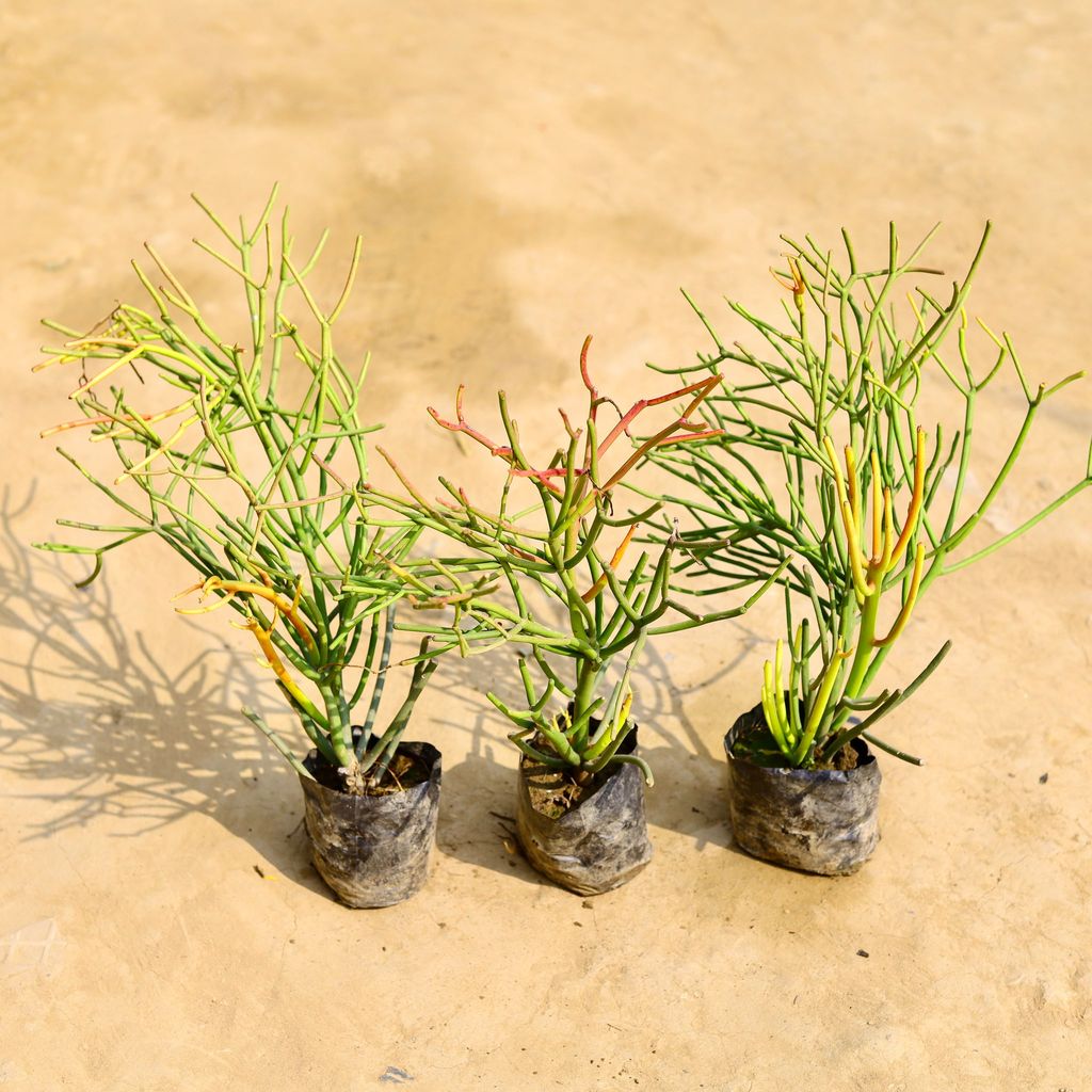 Buy Set of 3 - Pencil Cactus in 4 Inch Nursery Bag Online | Urvann.com Set of 3 - Pencil Cactus in 4 Inch Nursery Bag