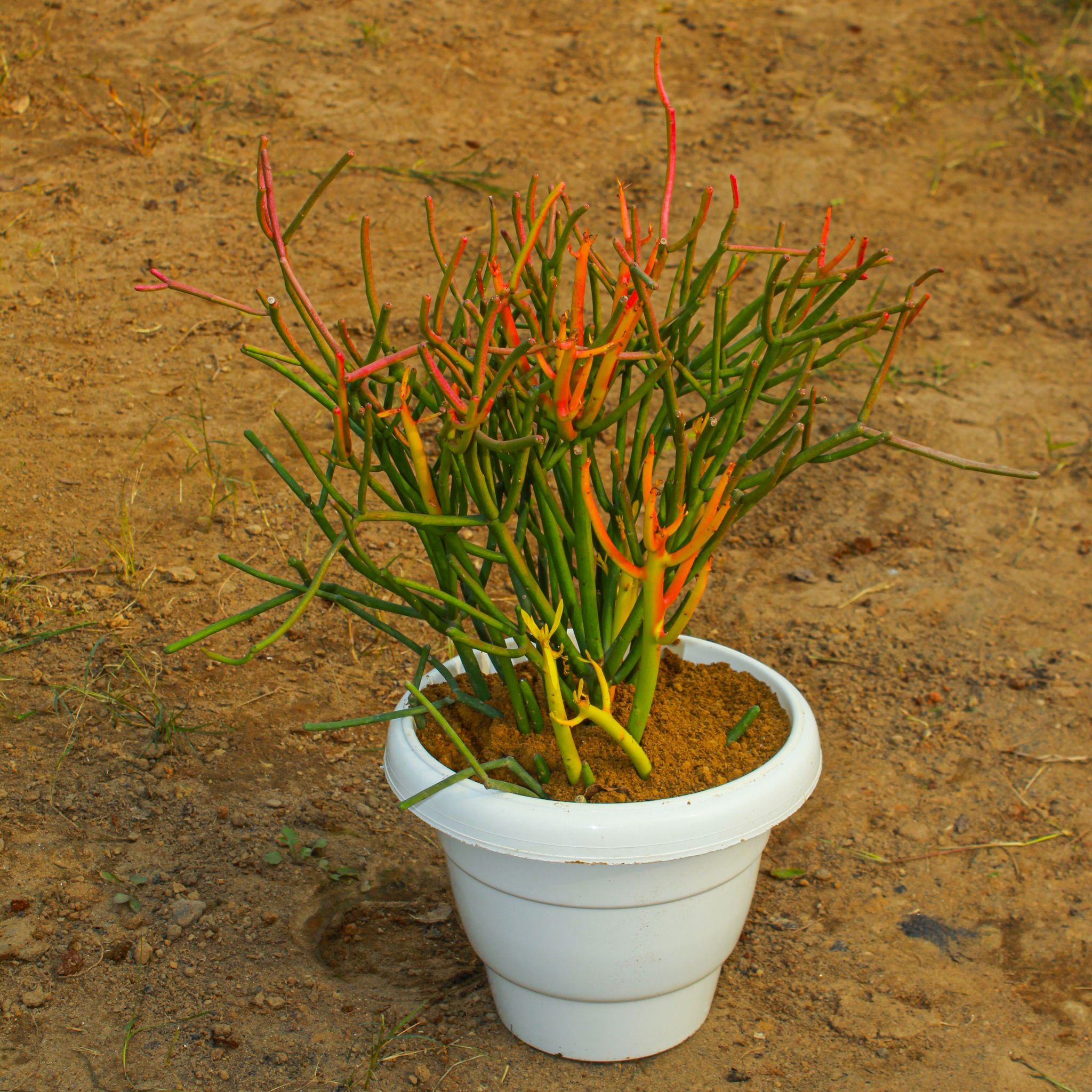 Pencil Cactus in 8 Inch White Classy Plastic Pot