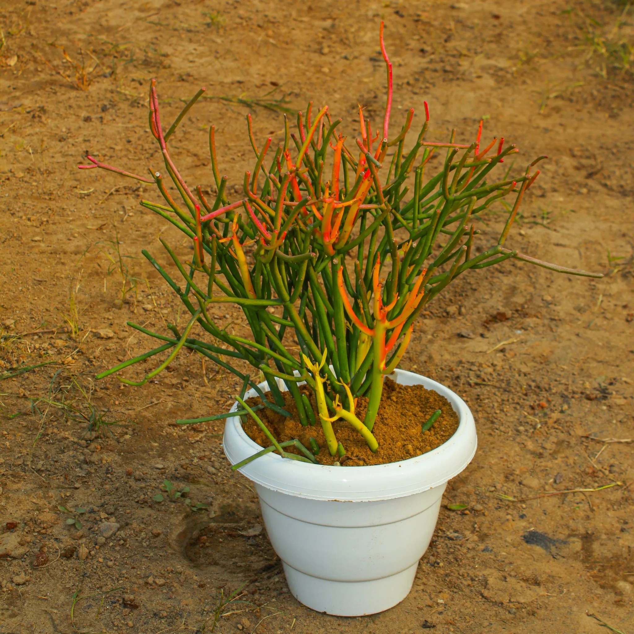 Pencil Cactus in 8 Inch White Classy Plastic Pot