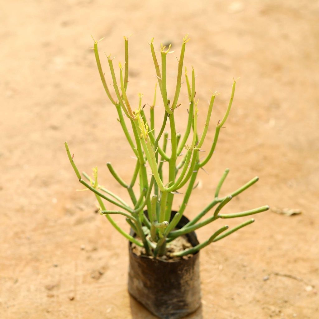 Buy Pencil Cactus in 4 Inch Nursery Bag Online | Urvann.com Pencil Cactus in 4 Inch Nursery Bag