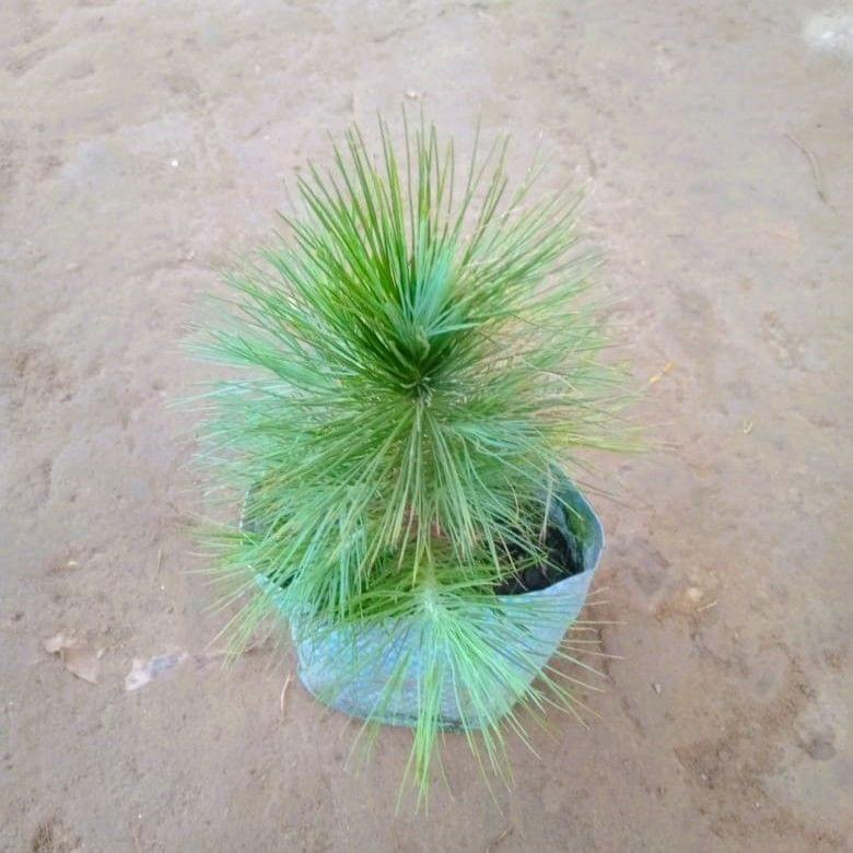 Buy Pine / Cheed plant in 4 Inch Nursery Bag Online | Urvann.com Pine / Cheed plant in 4 Inch Nursery Bag