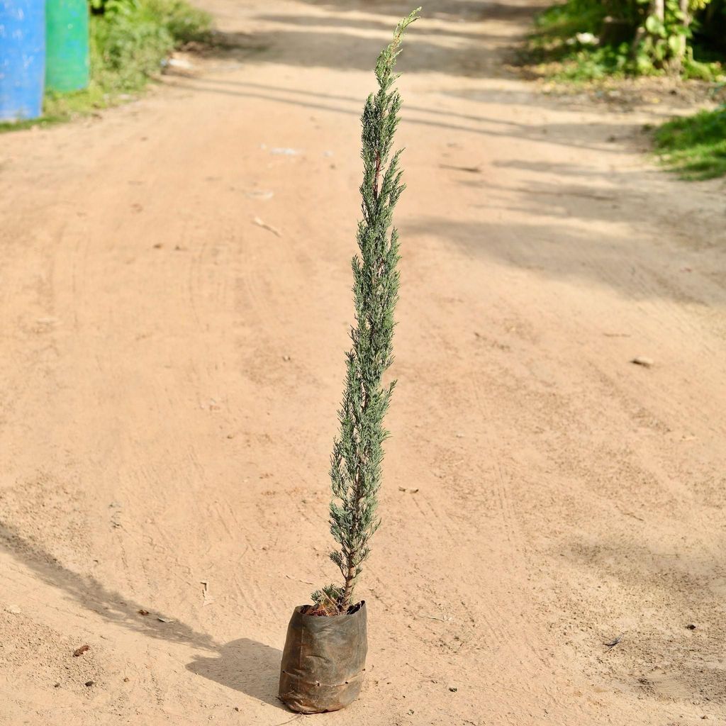 Buy Pencil Pine In 7 Inch Nursery Bag Online | Urvann.com Pencil Pine in 7 Inch Nursery Bag