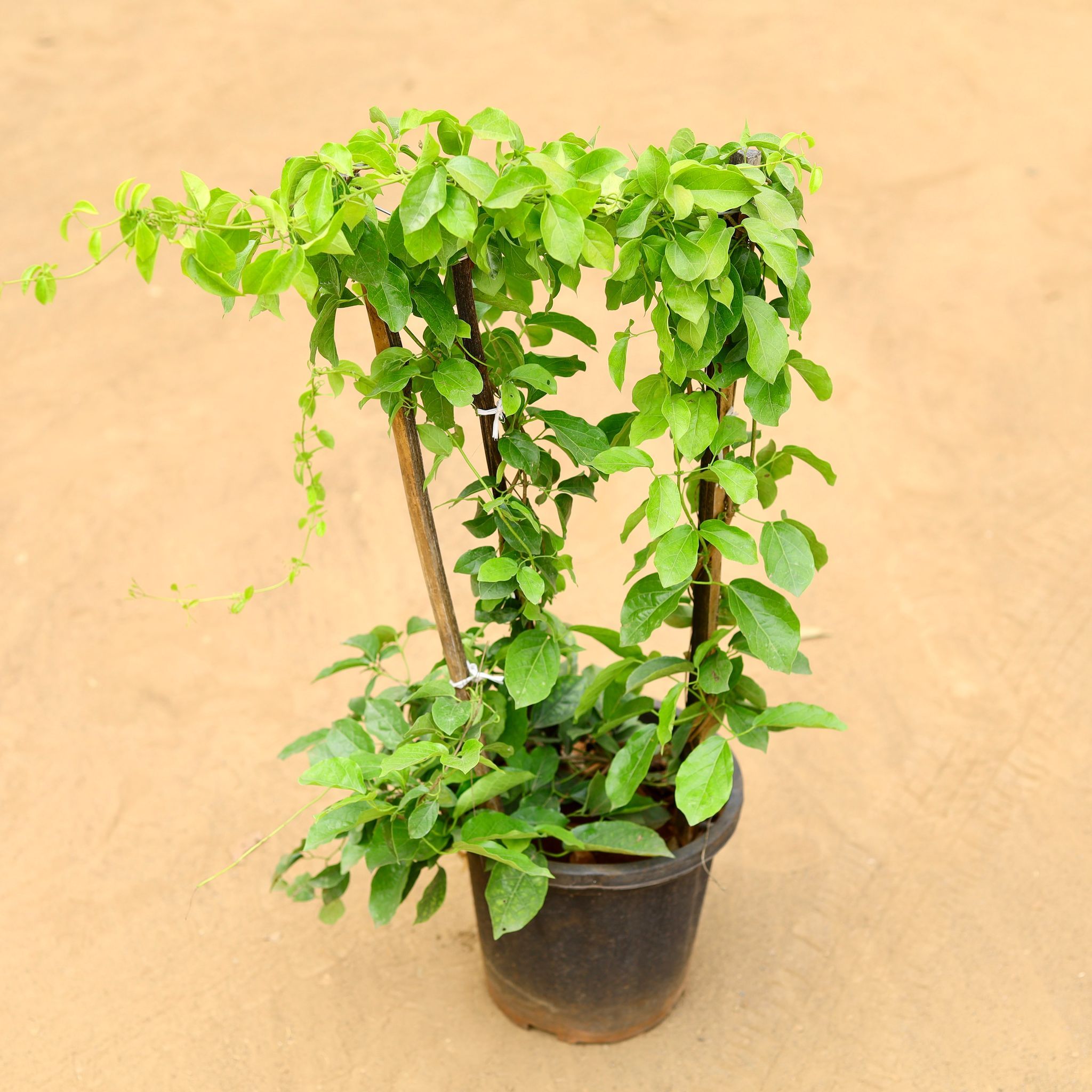 Trumpet vine in 8 inch Nursery Pot