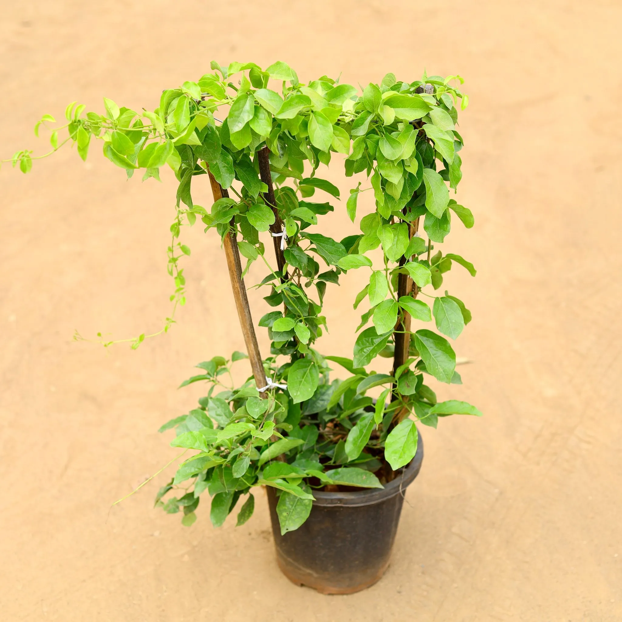 Trumpet vine in 8 inch Nursery Pot