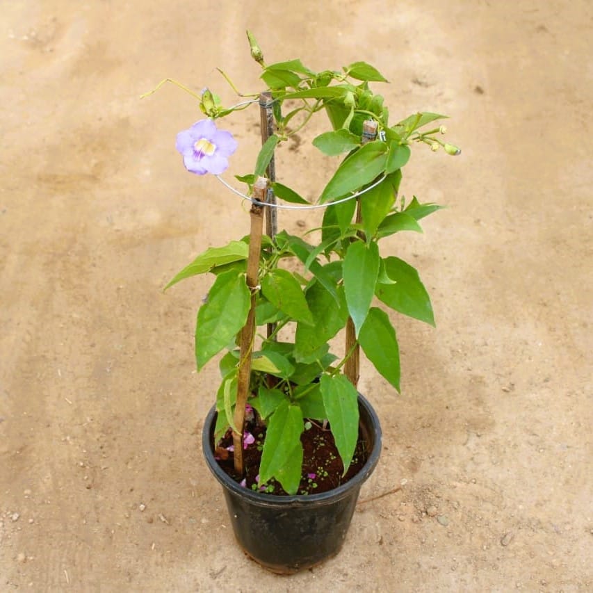 Thunbergia Laurifolia Vine/ Clockvine/ Blue Trumpet in 8 Inch Nursery Pot