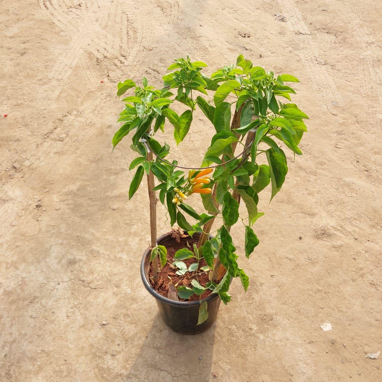 Trumpet Vine in 8 Inch Nursery Pot