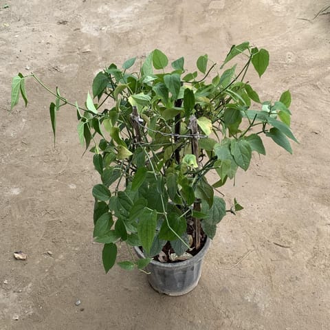 Thunbergia Creeper / Blue Trumpet Vine in 8 Inch Nursery Pot