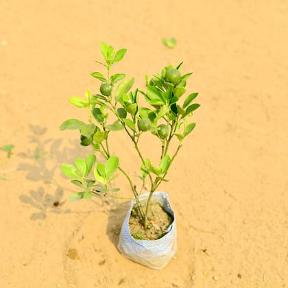 Buy China Orange in 7 Inch Nursery Bag Online | Urvann.com