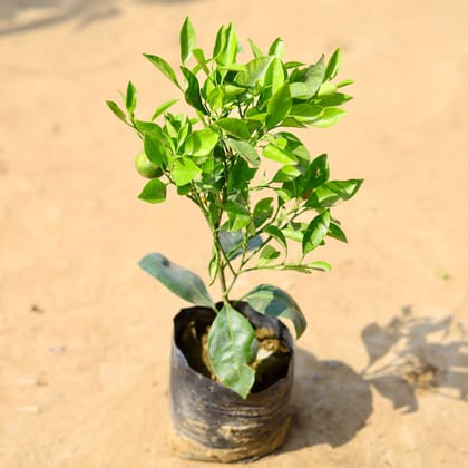 Buy China orange in 4 Inch Nursery Bag Online | Urvann.com