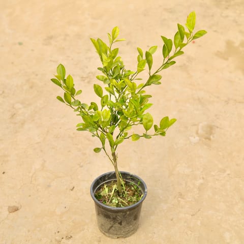 China Orange in 6 Inch Nursery Pot