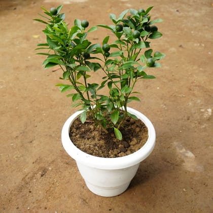 Buy China Orange in 12 Inch Classy White Plastic Pot Online | Urvann.com
