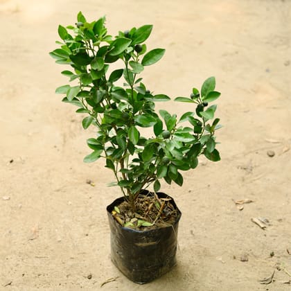 Buy China Orange in 6 Inch Nursery Bag Online | Urvann.com