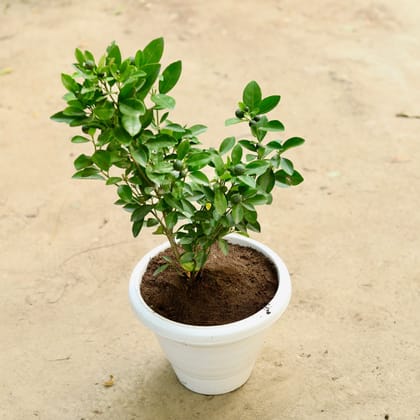 Buy China Orange in 8 Inch Classy White Plastic Pot Online | Urvann.com