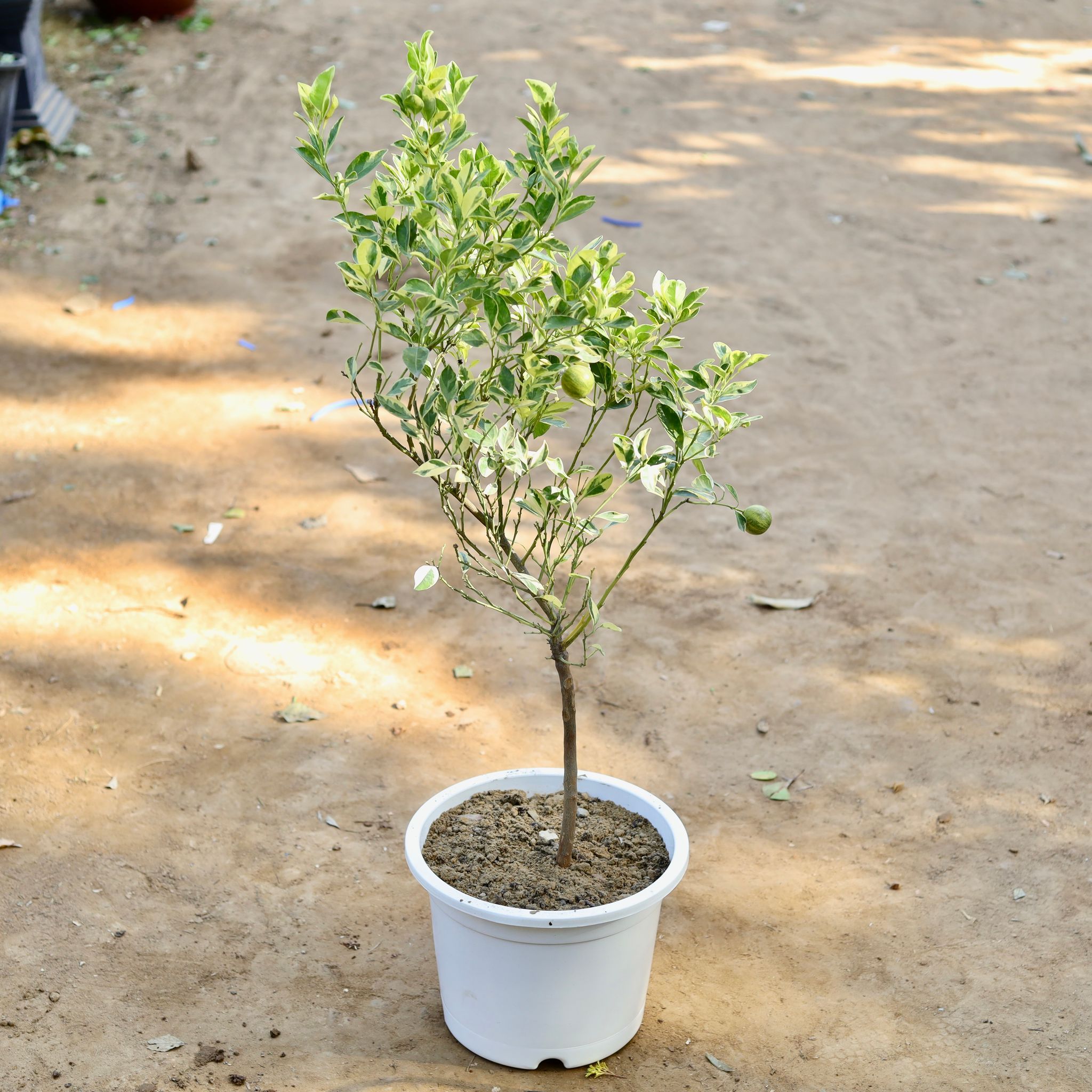 China Orange Variegated in 12 inch White Nursery Pot