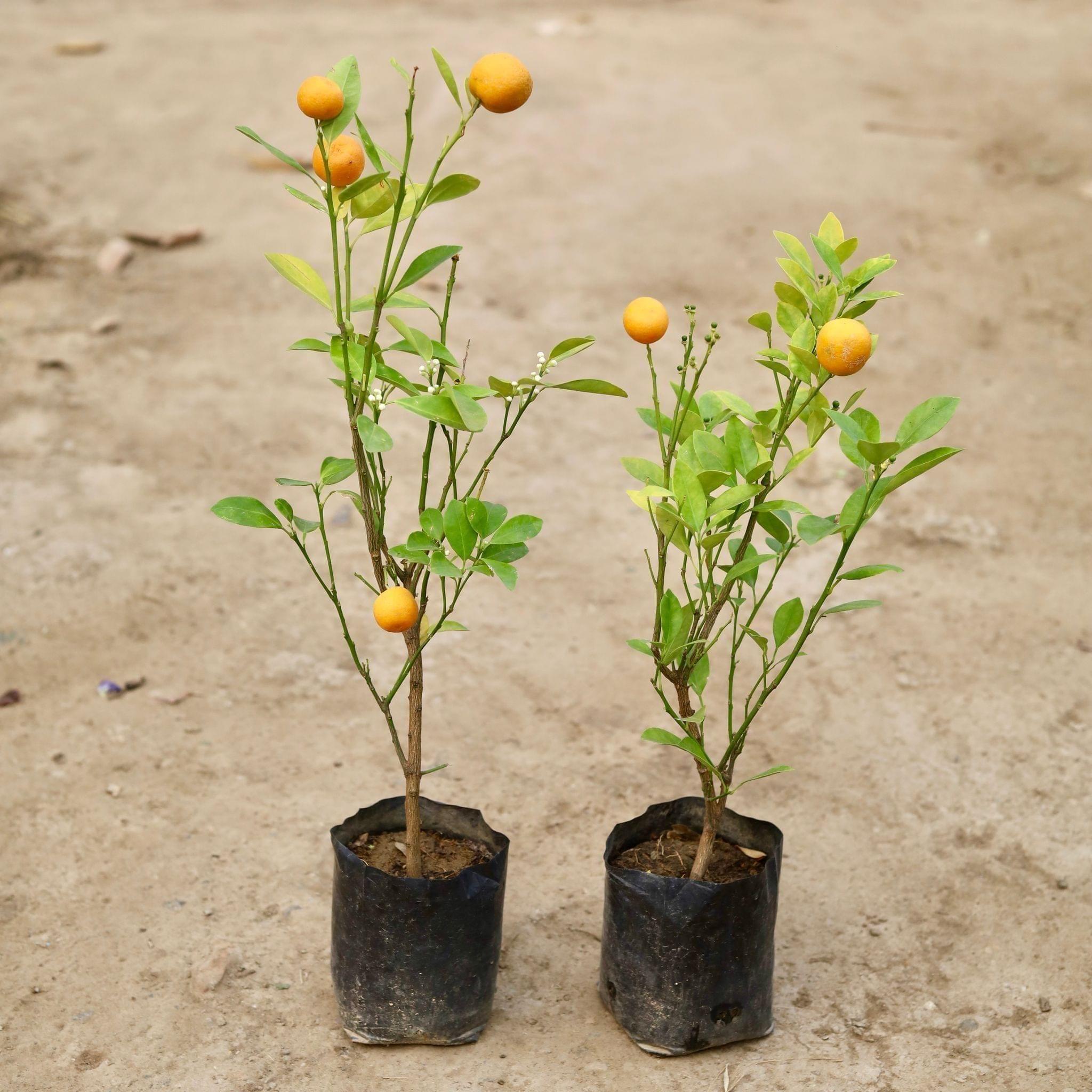 Set of 2 - China Orange in 6 Inch Nursery Bag