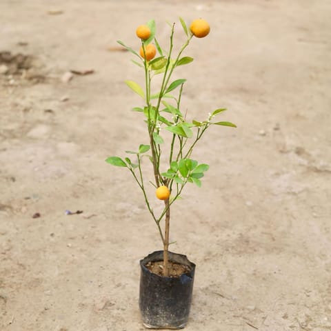 China Orange in 8Inch Nursery Bag