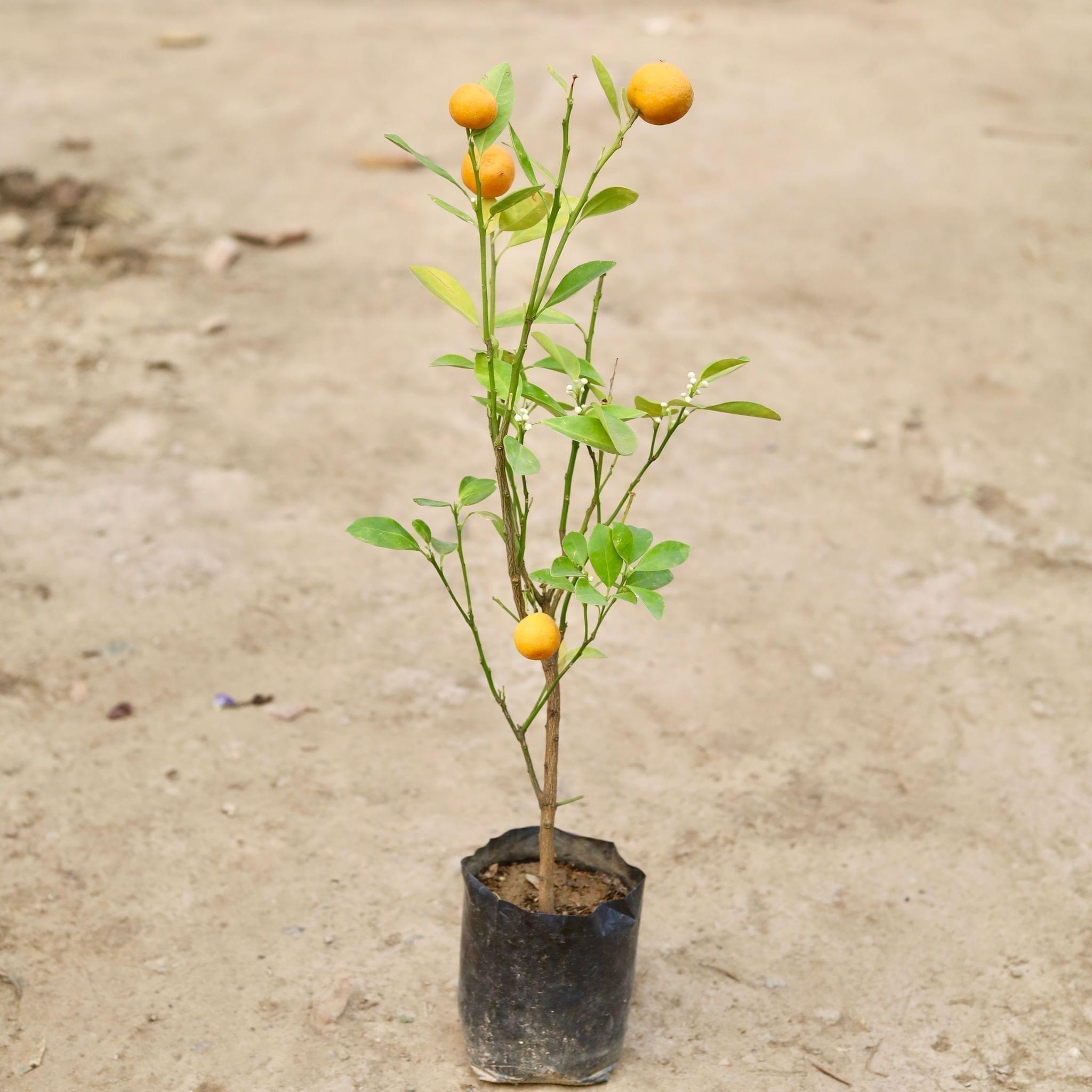 China Orange in 8Inch Nursery Bag