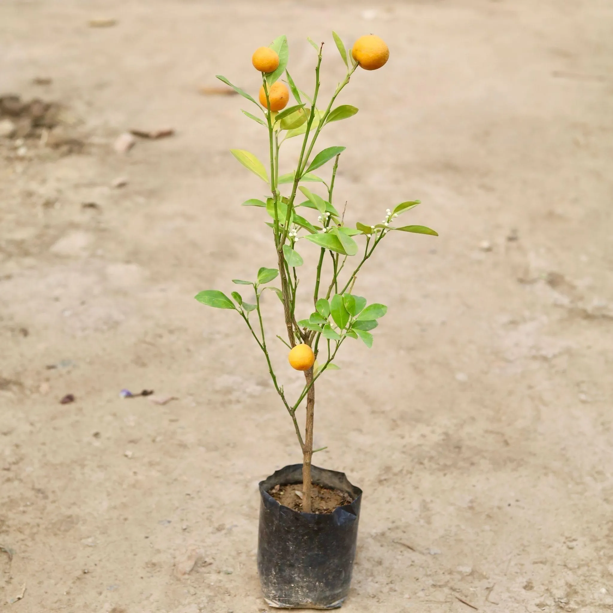 China Orange in 8Inch Nursery Bag