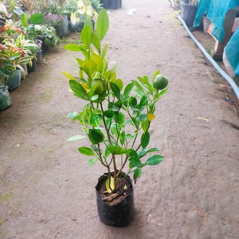 China Orange in 8Inch Nursery Bag