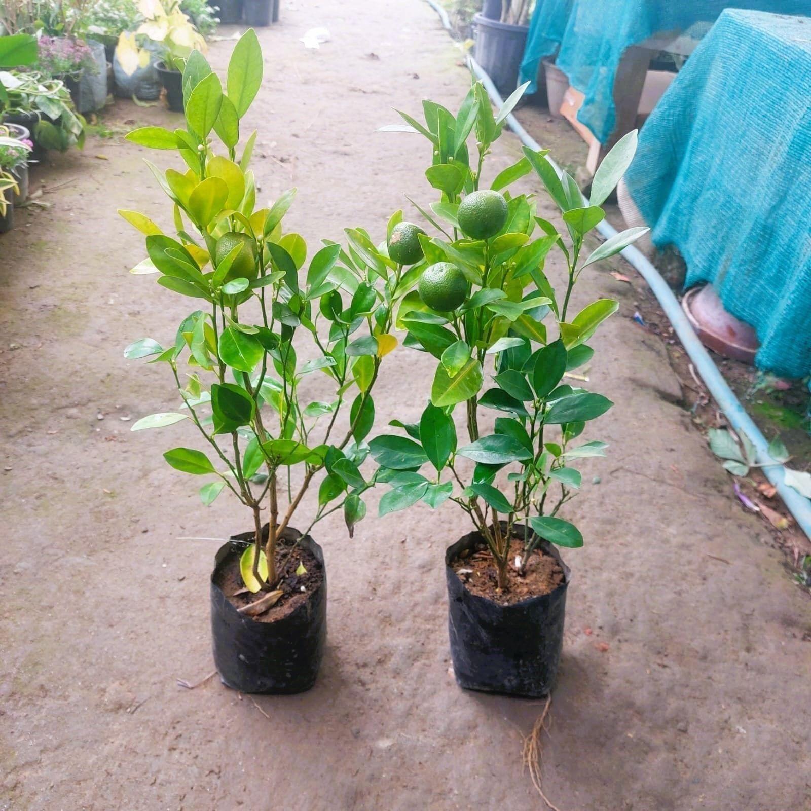 Set of 2 - China Orange in 8 Inch Nursery Bag