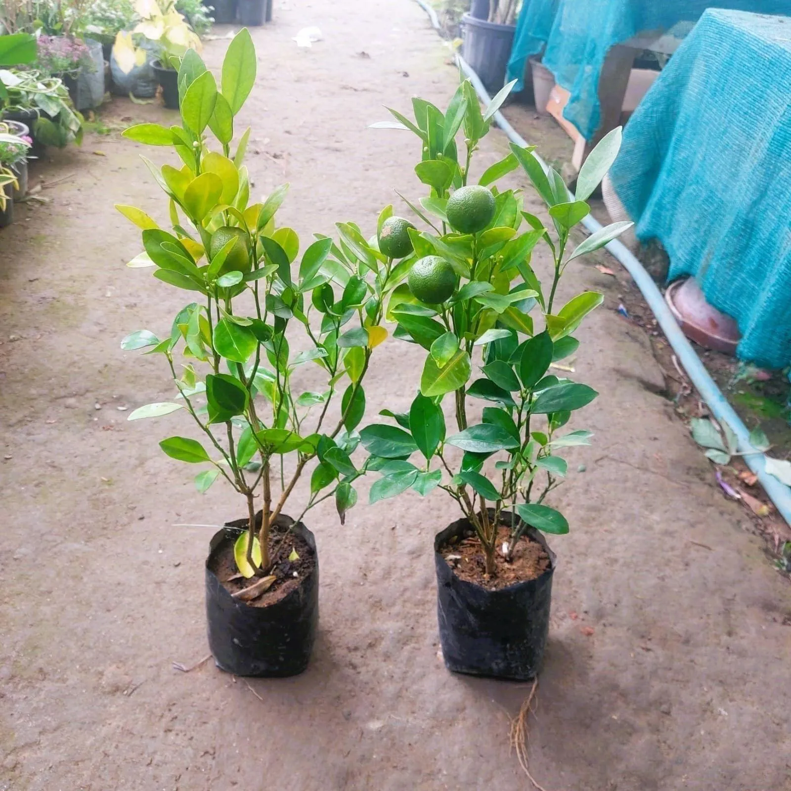 Set of 2 - China Orange in 8 Inch Nursery Bag