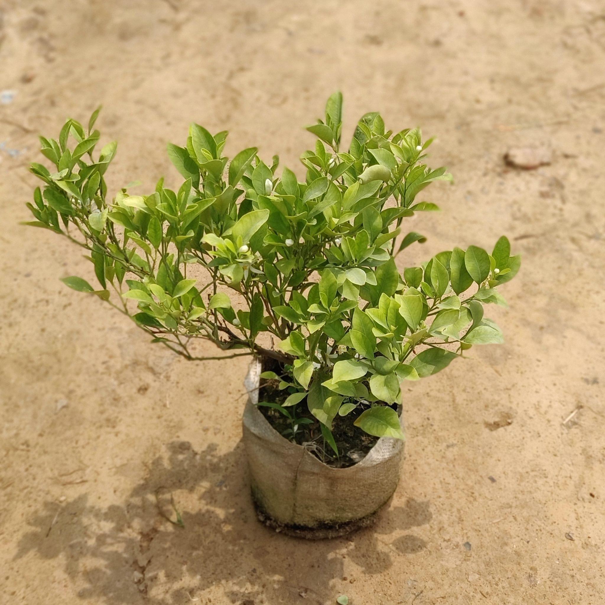 China Orange in 8 Inch Nursery Bag