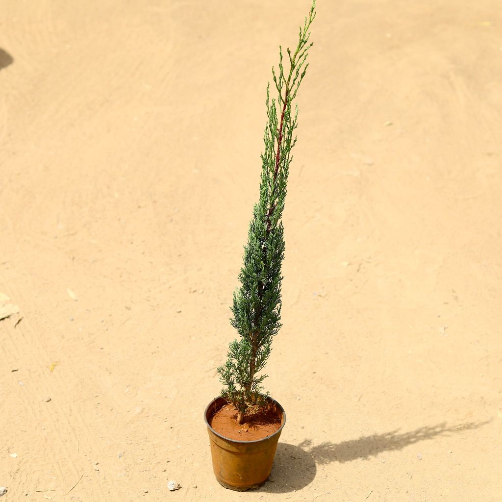 Buy Pencil Pine in 6 inch Nursery Pot Online | Urvann.com Pencil Pine in 6 inch Nursery Pot