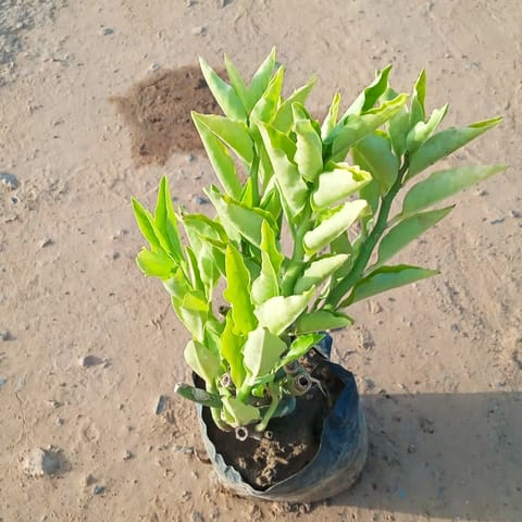 Pedilianthus / Devil's Backbone in 4 Inch Nursery Bag
