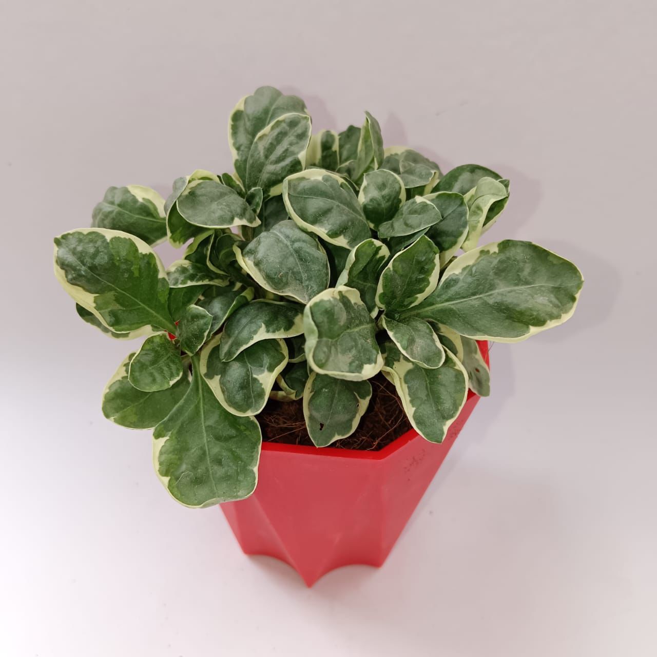 Alternanthera Variegated in 4 Inch Marble Premium Diamanti Plastic Pot (any colour)